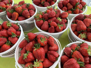 strawberry picking